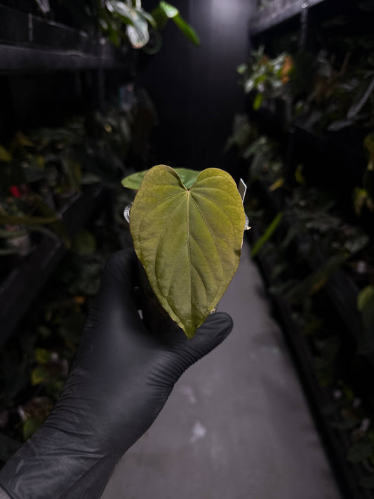 Anthurium kunayalense 'PM5' x 'PM3'