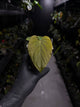 Anthurium kunayalense 'PM5' x 'PM3'