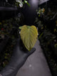 Anthurium kunayalense 'PM5' x 'PM3'