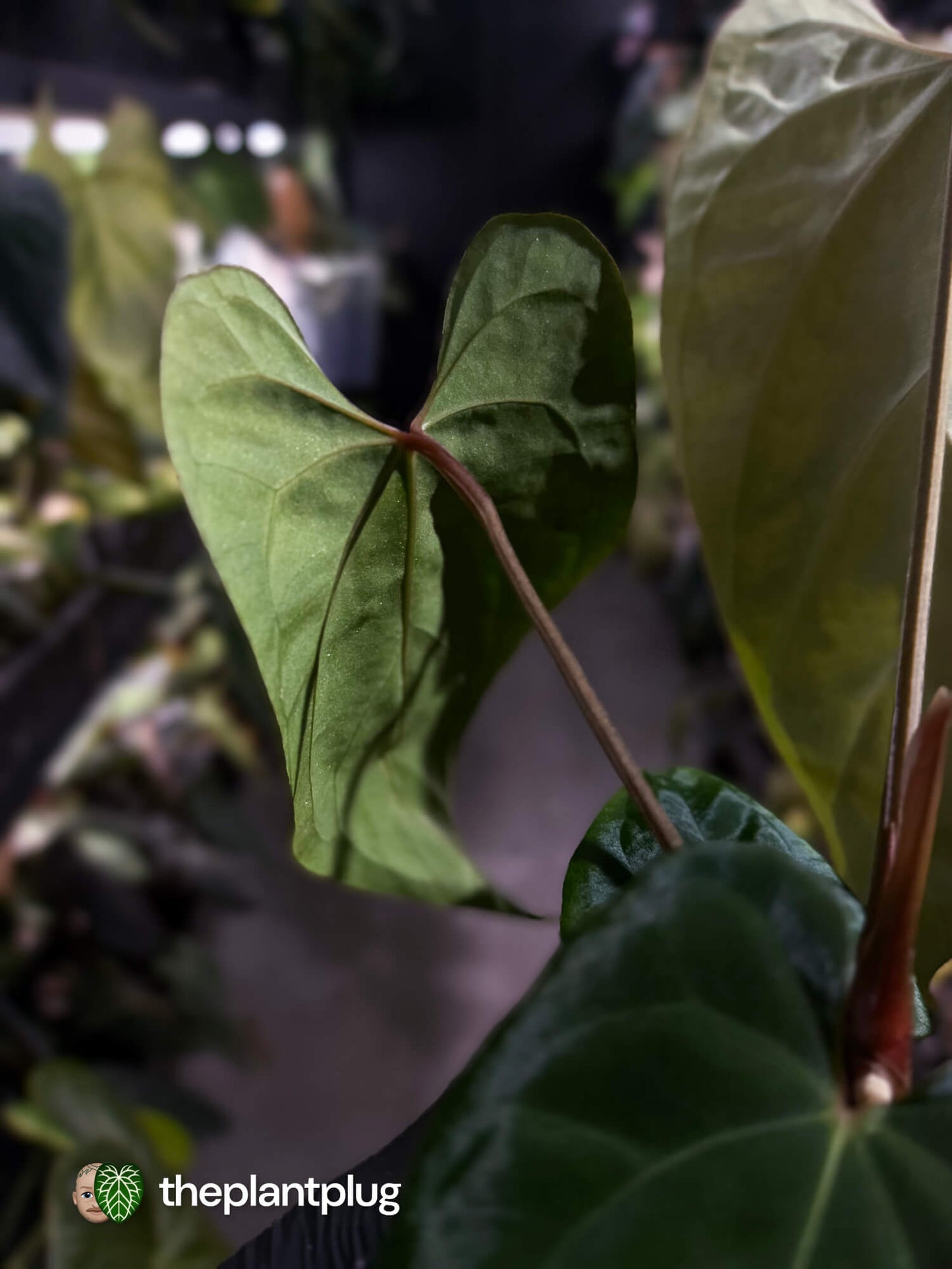Anthurium besseae aff 'Elektra' x sp. 'Peru Velvet'