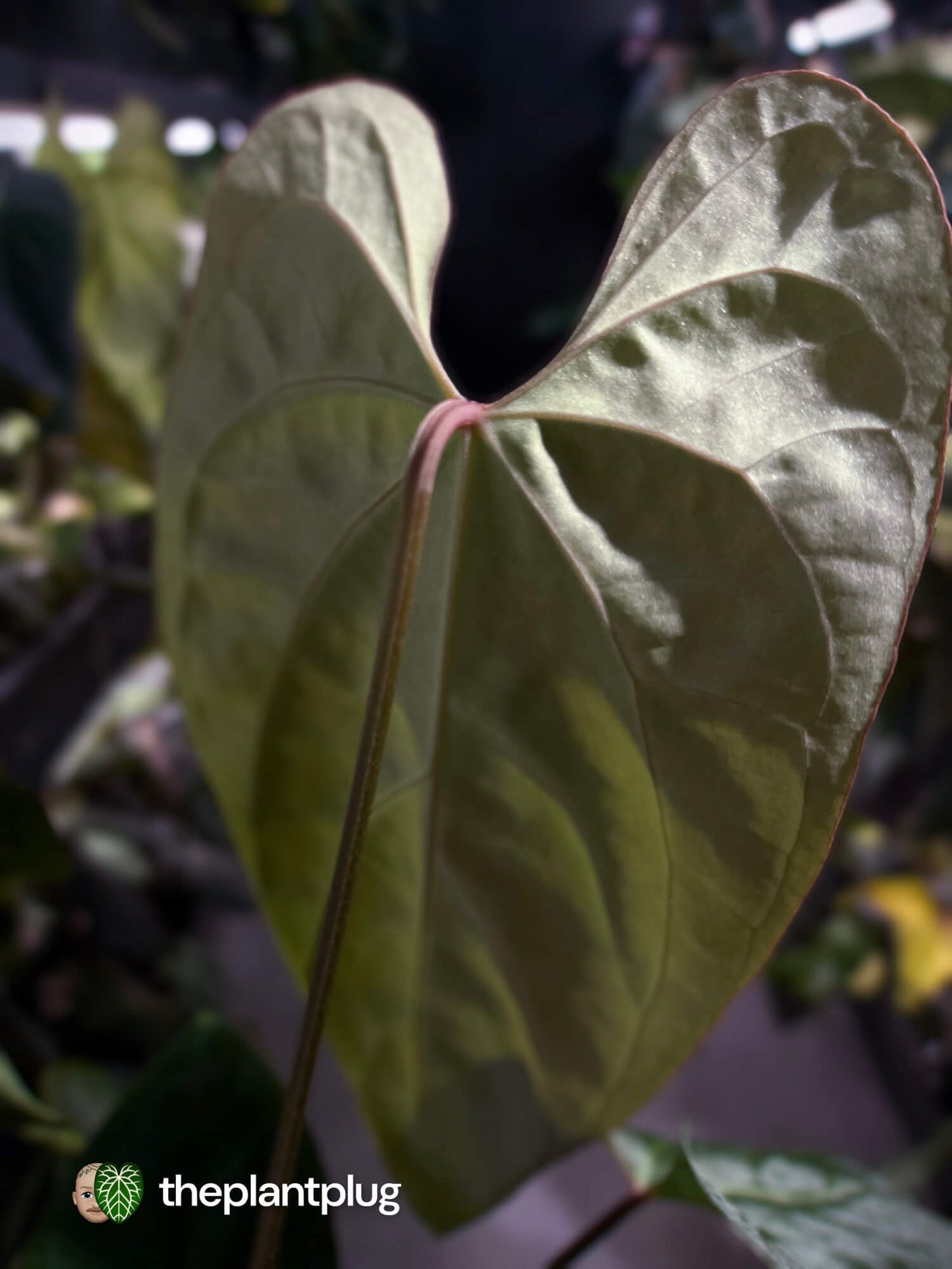 Anthurium besseae aff 'Elektra' x sp. 'Peru Velvet'