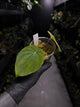 Anthurium kunayalense 'PM5' x 'PM3'