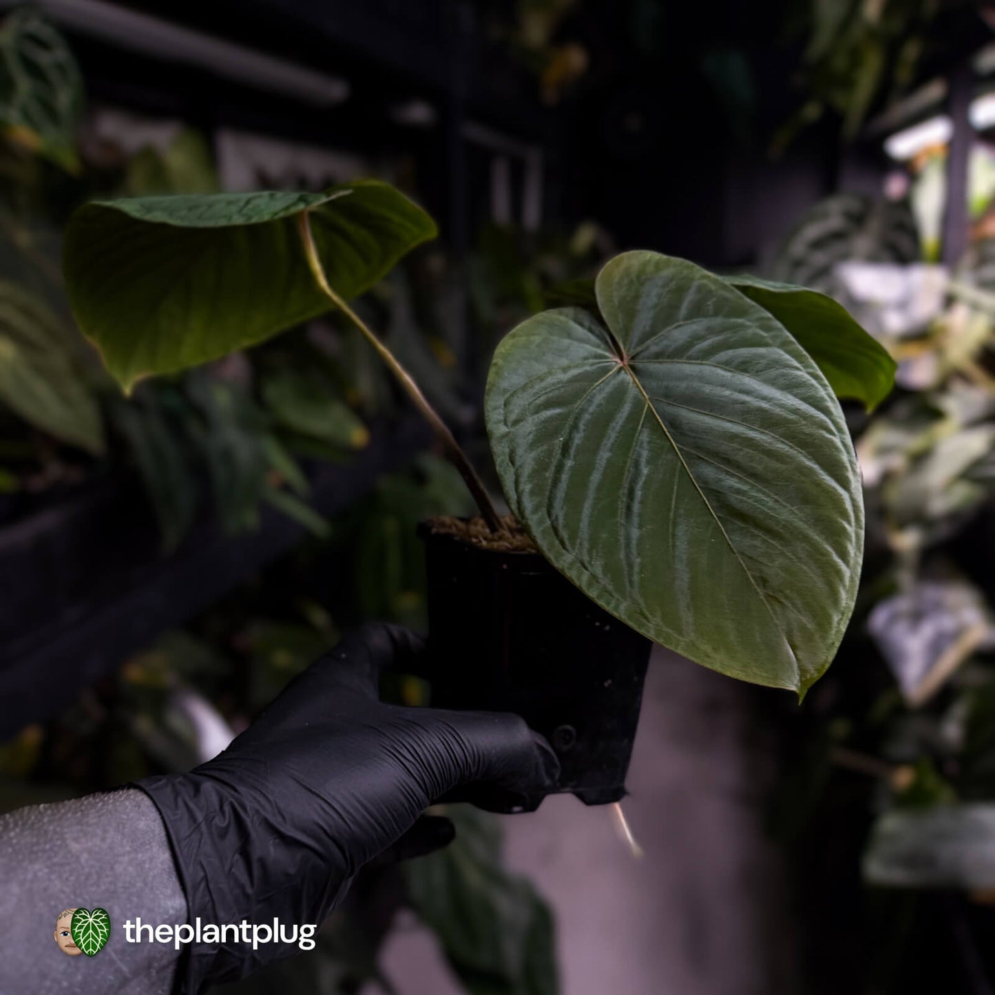 Anthurium 'Midnight Velvet' x kunayalense ❤️