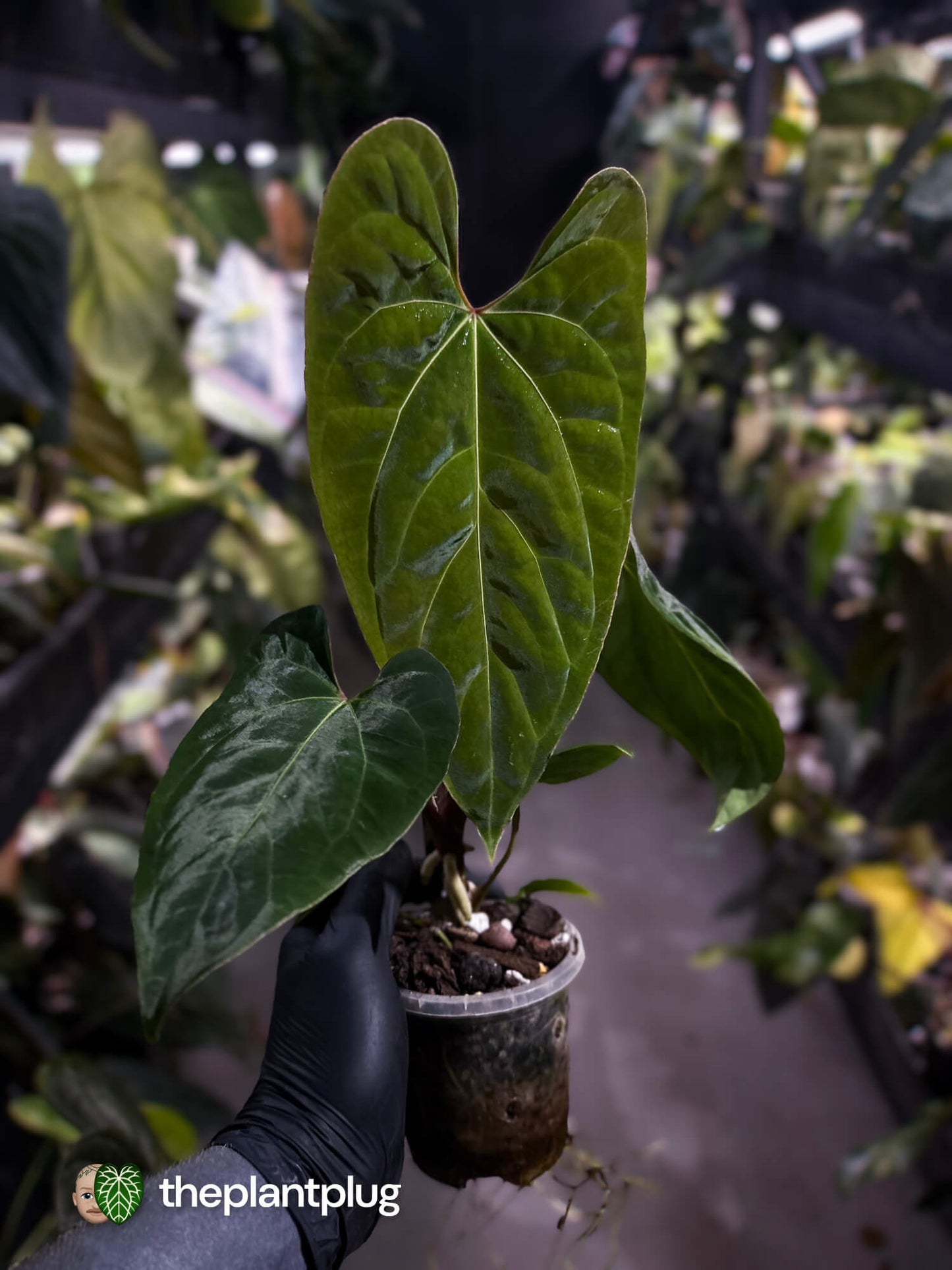 Anthurium besseae aff 'Elektra' x sp. 'Peru Velvet'