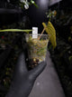 Anthurium kunayalense 'PM5' x 'PM3'