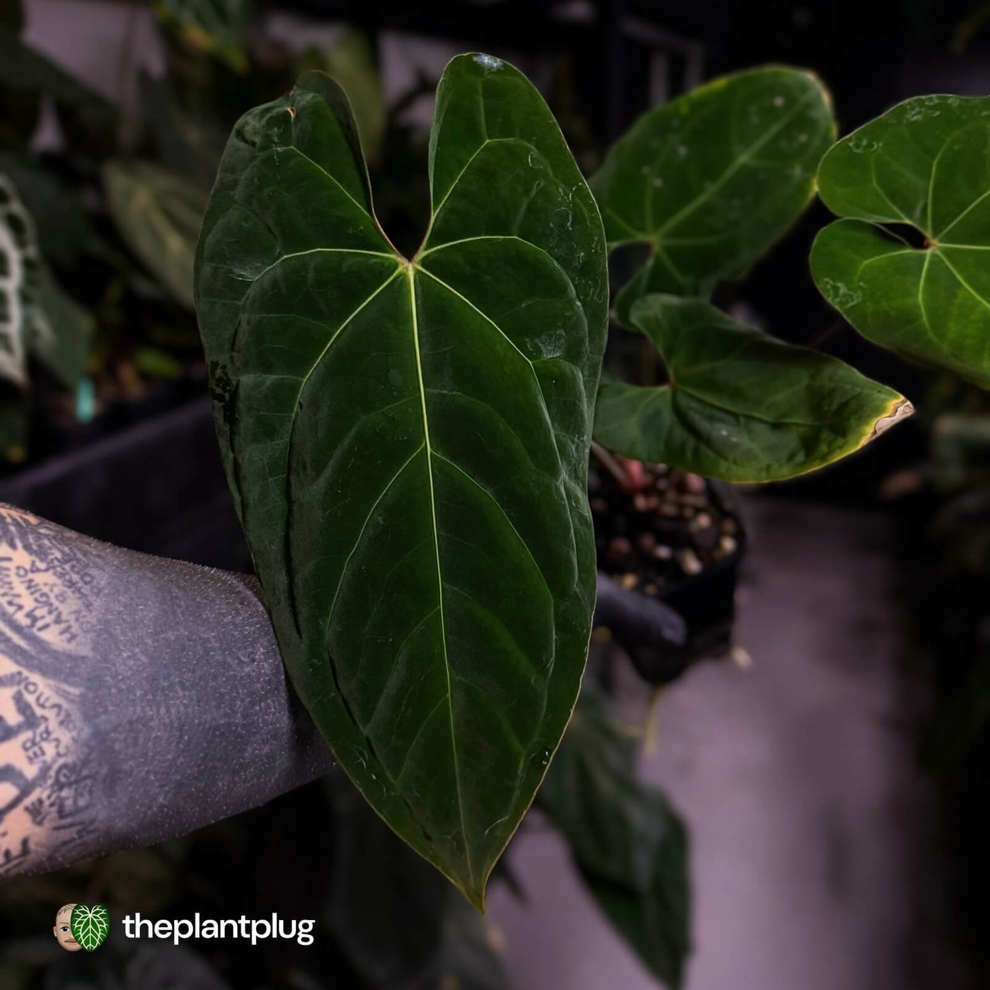 Anthurium besseae aff 'Elektra' x sp. 'Peru Velvet' • holdback