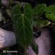 Anthurium besseae aff 'Elektra' x sp. 'Peru Velvet' • holdback