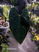 Anthurium #BlackBasilisk '3' • select holdback prop