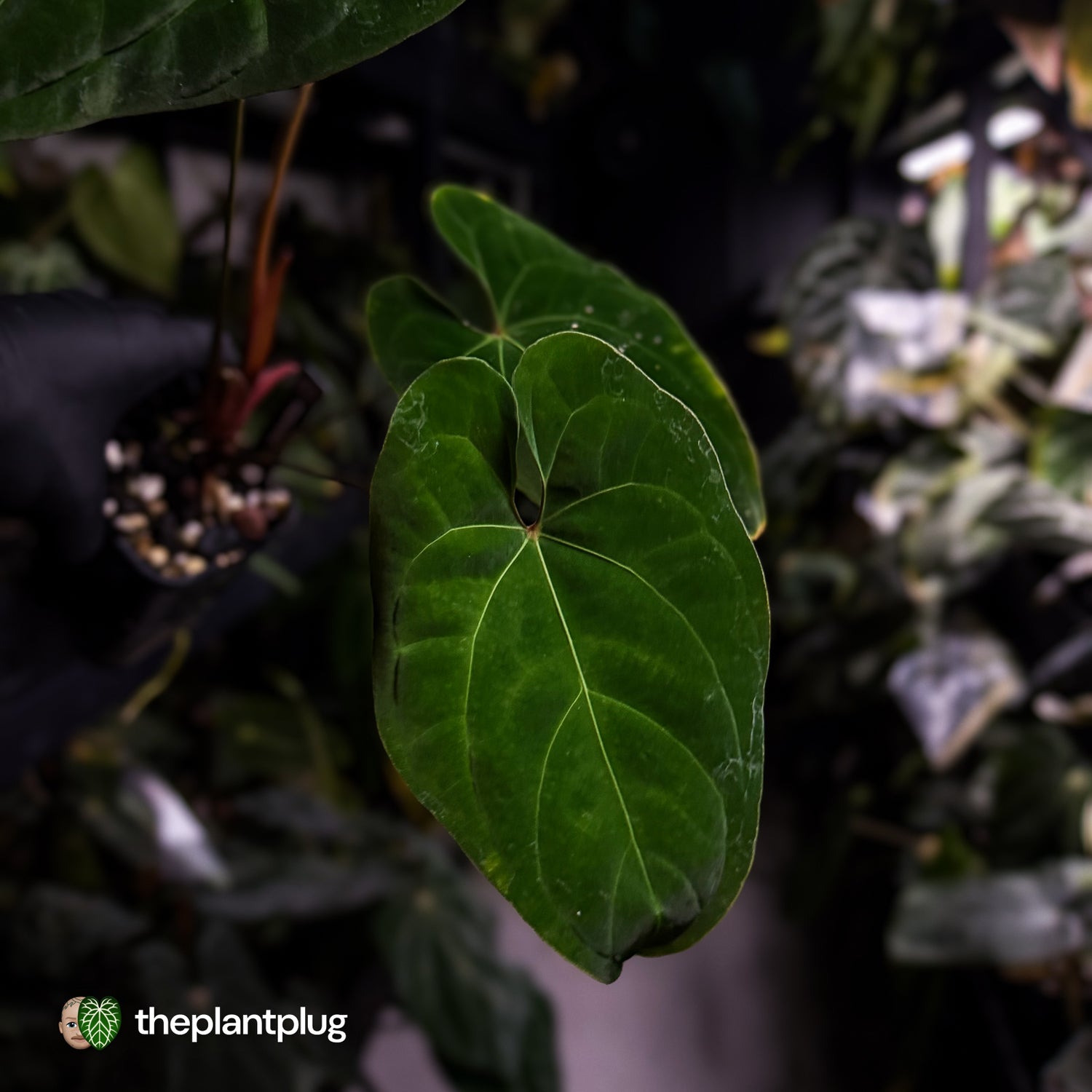 Anthurium besseae aff 'Elektra' x sp. 'Peru Velvet' • holdback