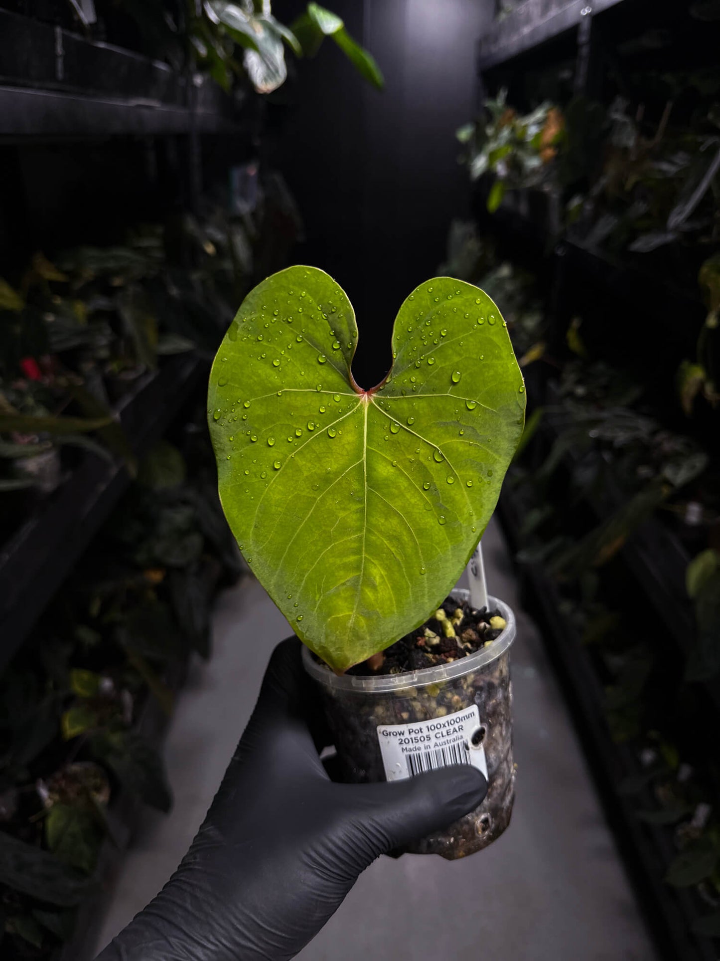 Anthurium sp. 'Peru velvet'