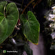 Anthurium besseae aff 'Elektra' x sp. 'Peru Velvet' • holdback