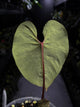 Anthurium sp. 'Peru velvet'