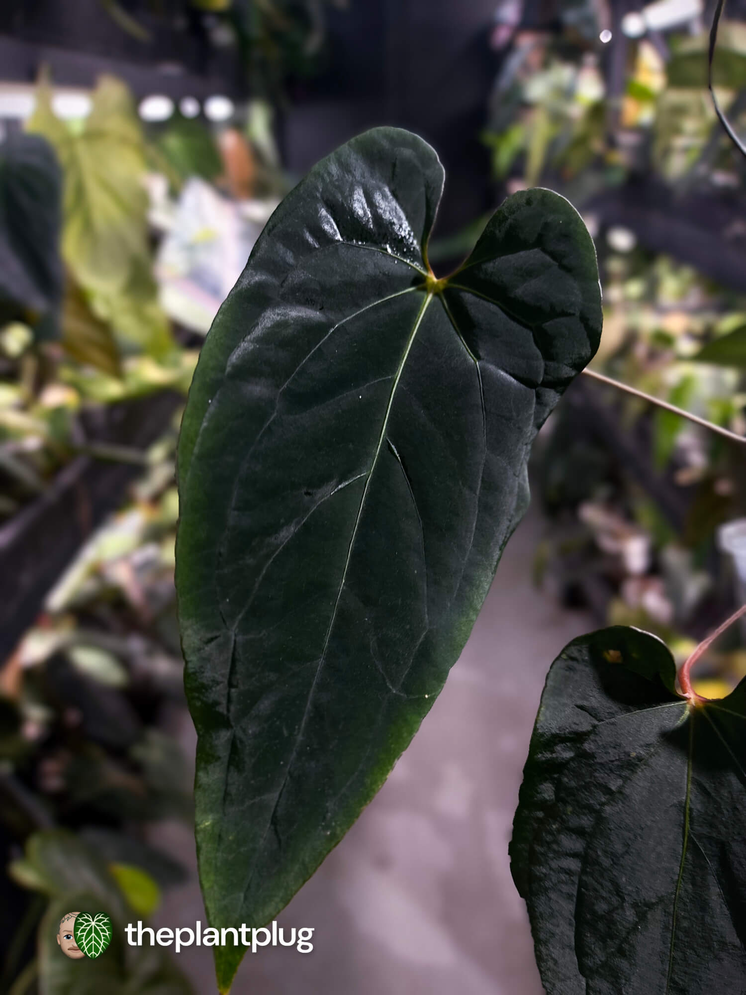 Anthurium #BlackBasilisk '3' • select holdback prop