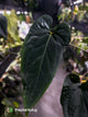Anthurium #BlackBasilisk '3' • select holdback prop
