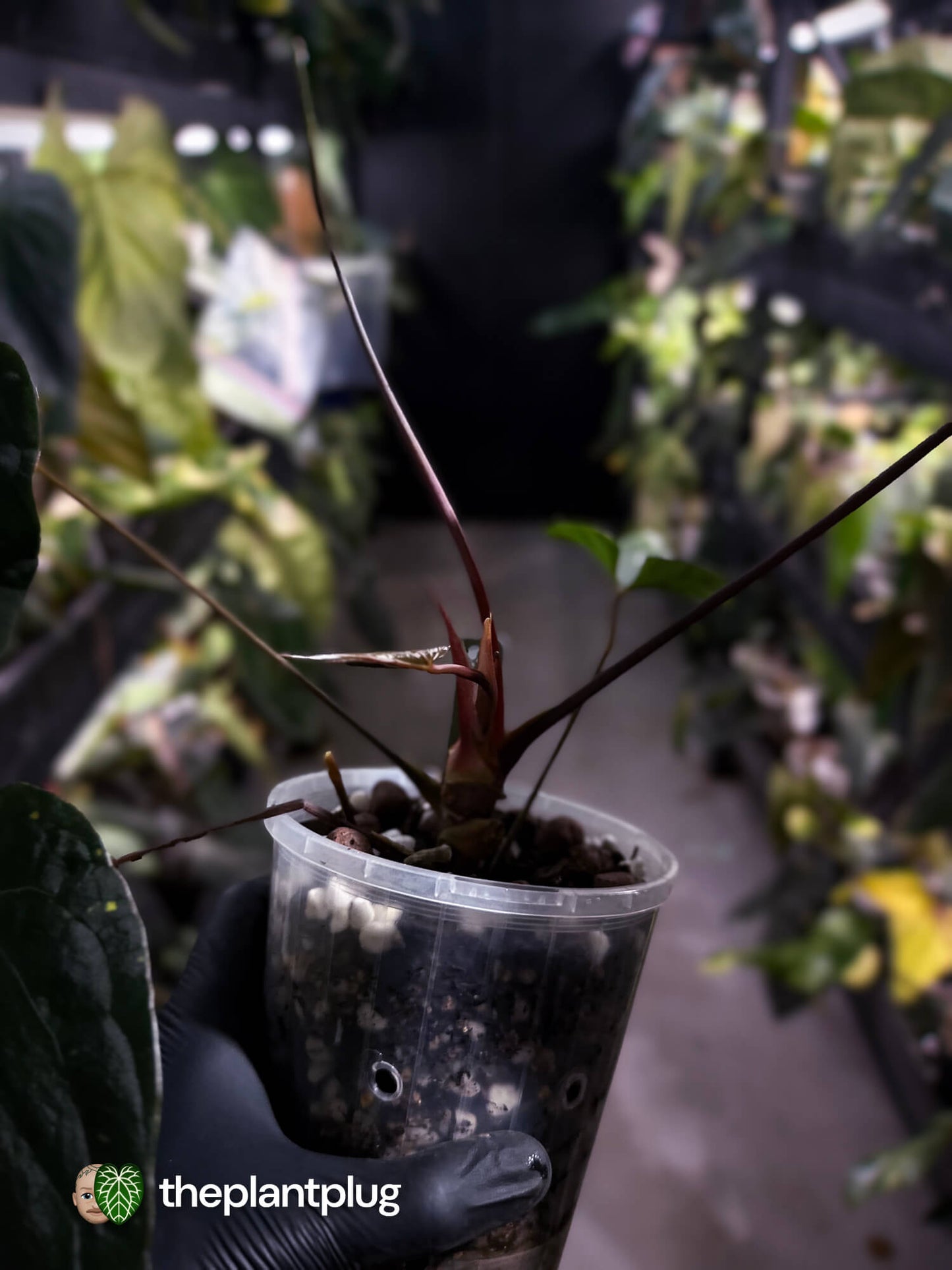 Anthurium #BlackBasilisk '3' • select holdback prop