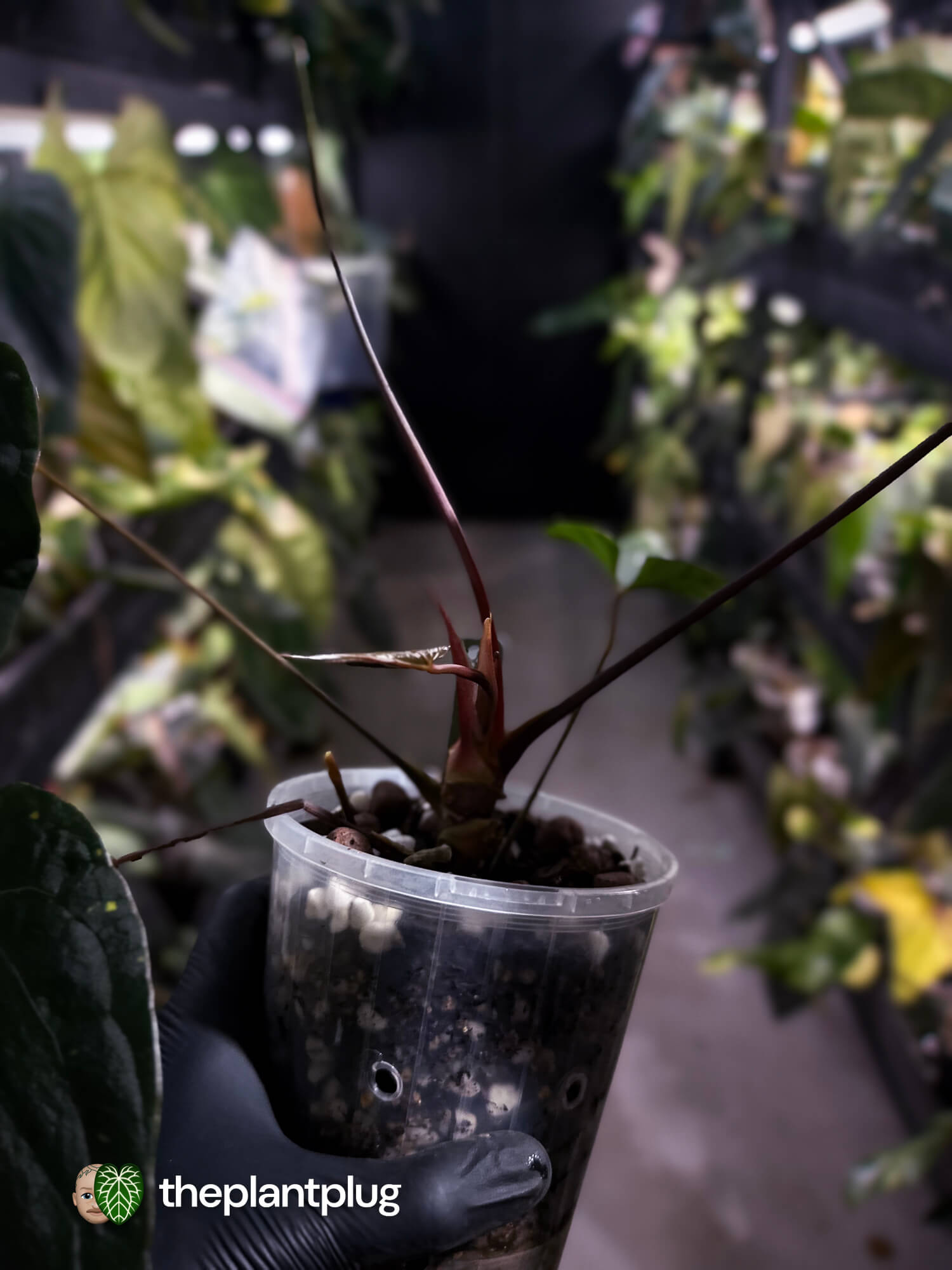 Anthurium #BlackBasilisk '3' • select holdback prop