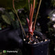 Anthurium besseae aff 'Elektra' x sp. 'Peru Velvet' • holdback