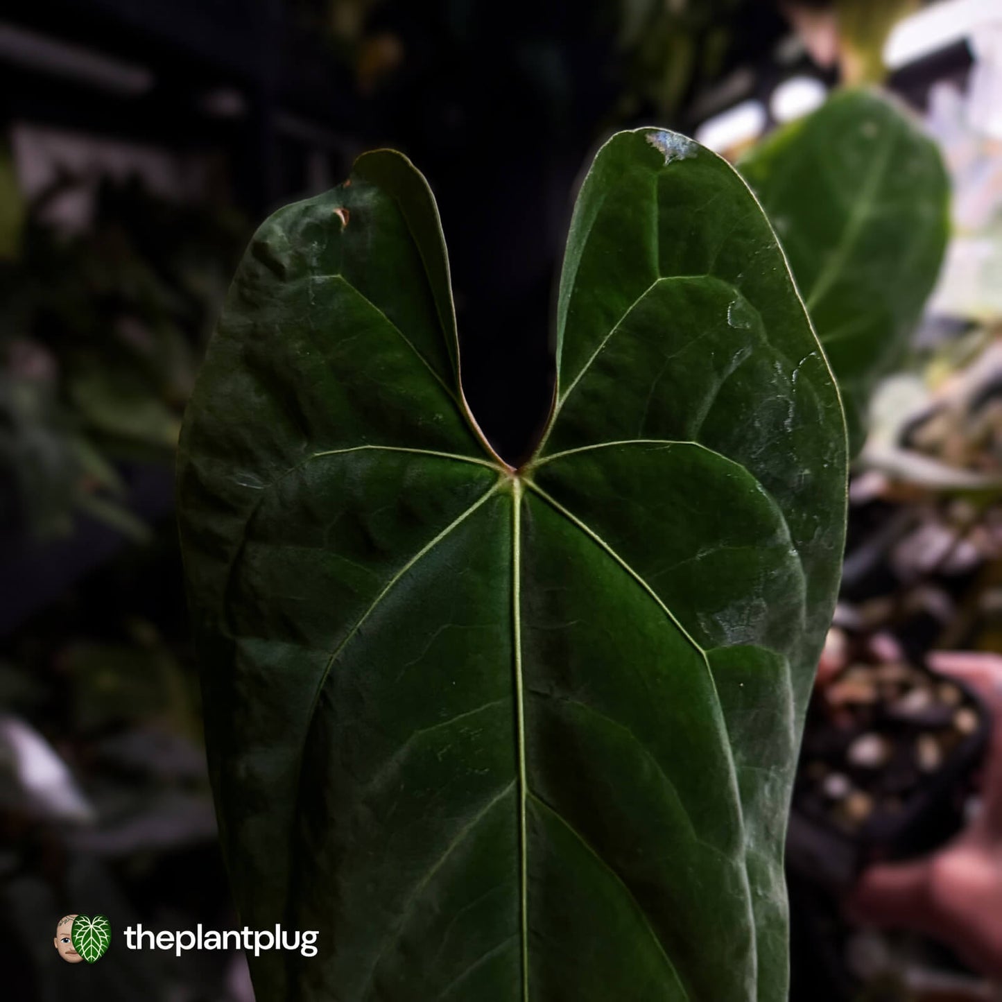Anthurium besseae aff 'Elektra' x sp. 'Peru Velvet' • holdback