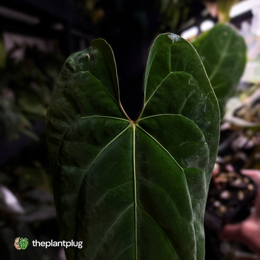 Anthurium besseae aff 'Elektra' x sp. 'Peru Velvet' • holdback