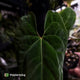 Anthurium besseae aff 'Elektra' x sp. 'Peru Velvet' • holdback