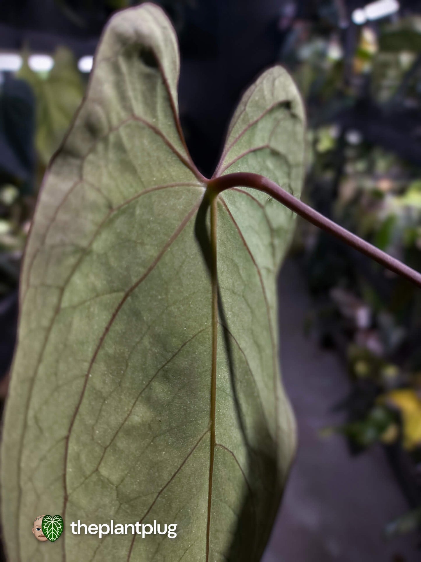 Anthurium #BlackBasilisk '3' • select holdback prop