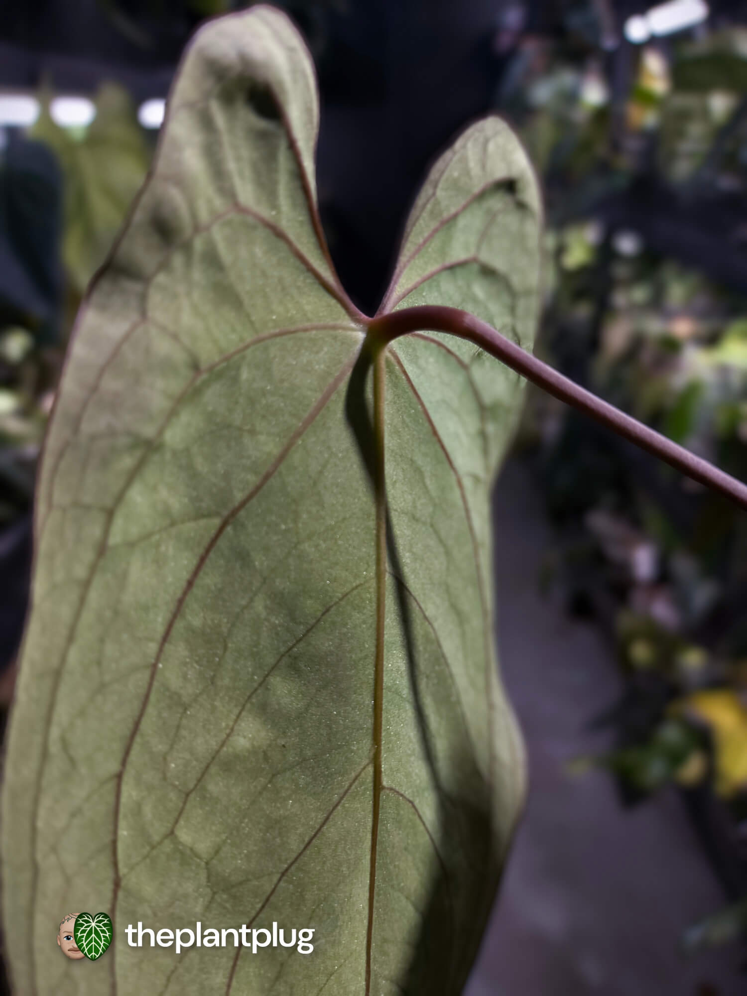 Anthurium #BlackBasilisk '3' • select holdback prop