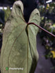 Anthurium #BlackBasilisk '3' • select holdback prop