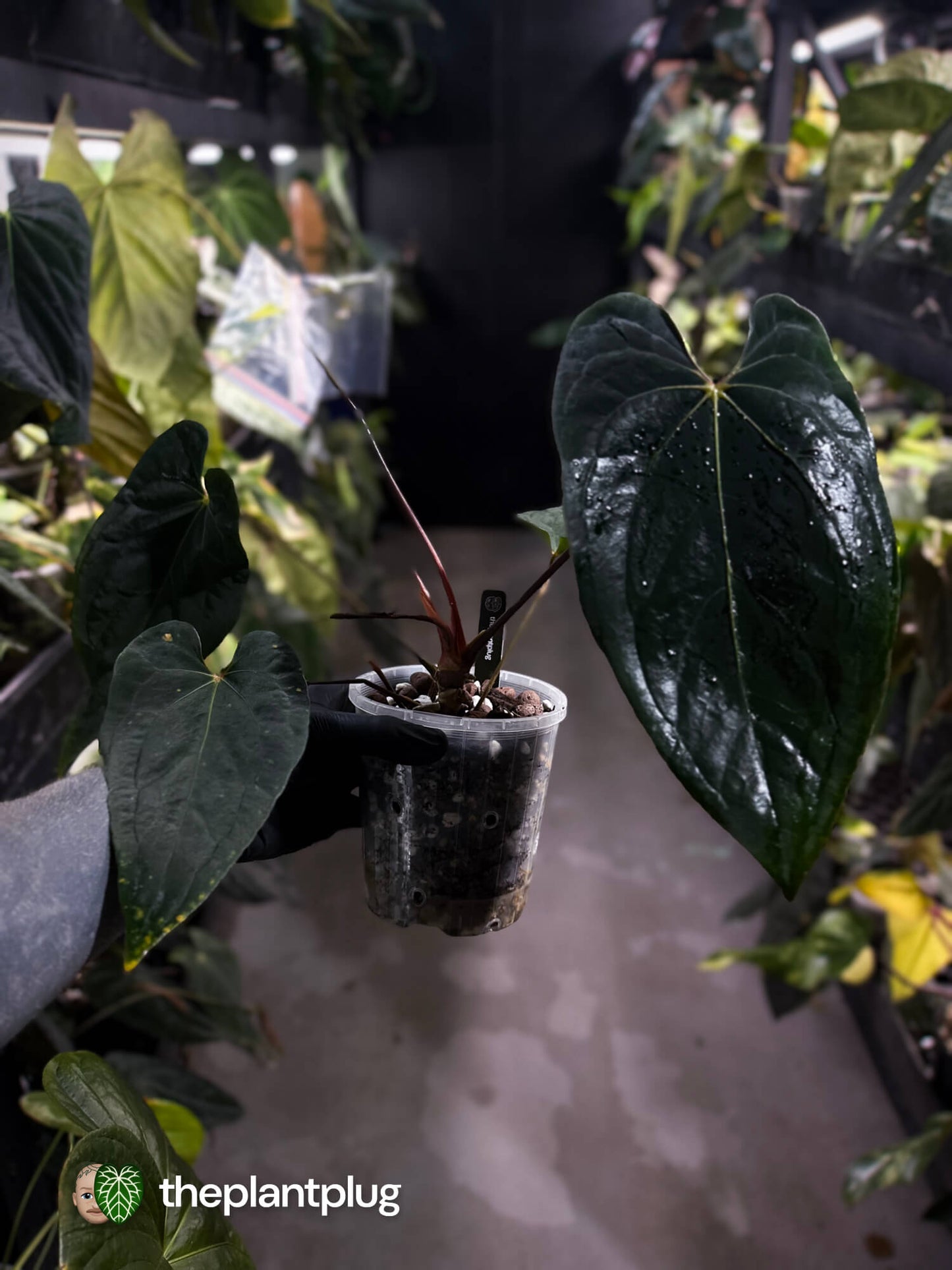 Anthurium #BlackBasilisk '3' • select holdback prop