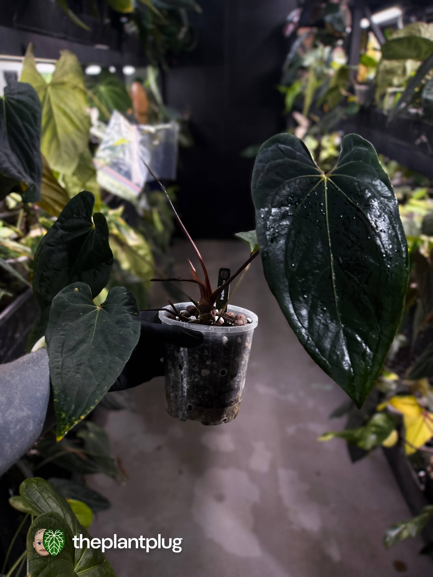Anthurium #BlackBasilisk '3' • select holdback prop