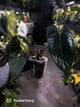Anthurium #BlackBasilisk '3' • select holdback prop