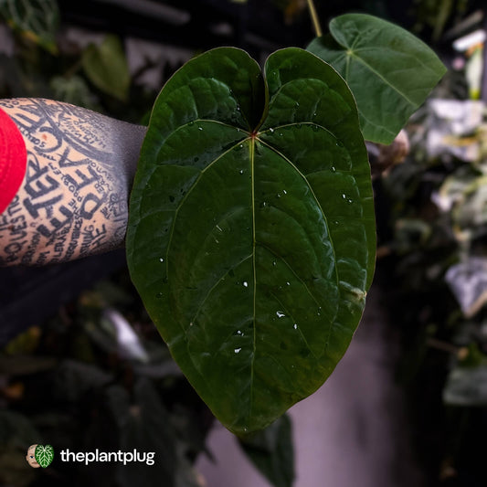 Anthurium ('Zara' x 'Michelle') x dressleri • XL plant