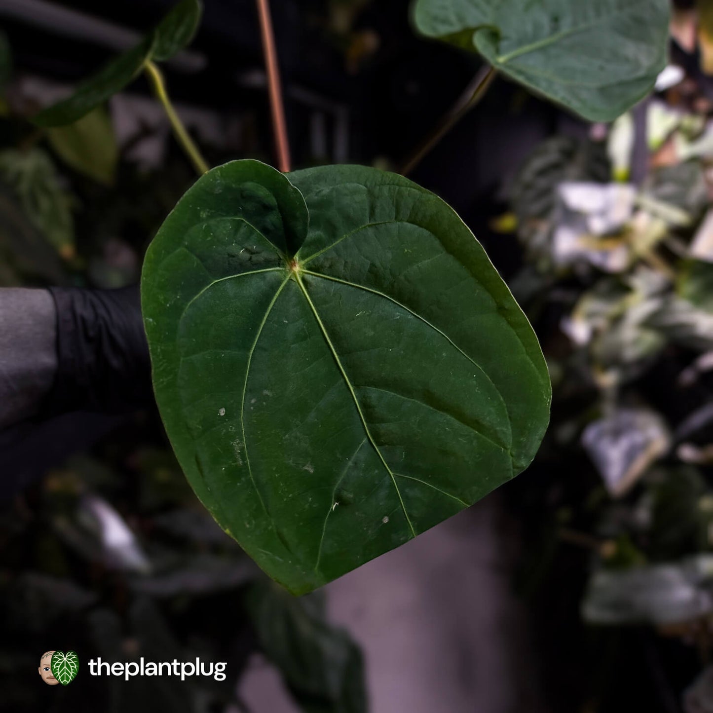 Anthurium ('Zara' x 'Michelle') x dressleri • XL plant