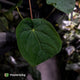 Anthurium ('Zara' x 'Michelle') x dressleri • XL plant