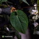 Anthurium ('Zara' x 'Michelle') x dressleri • XL plant