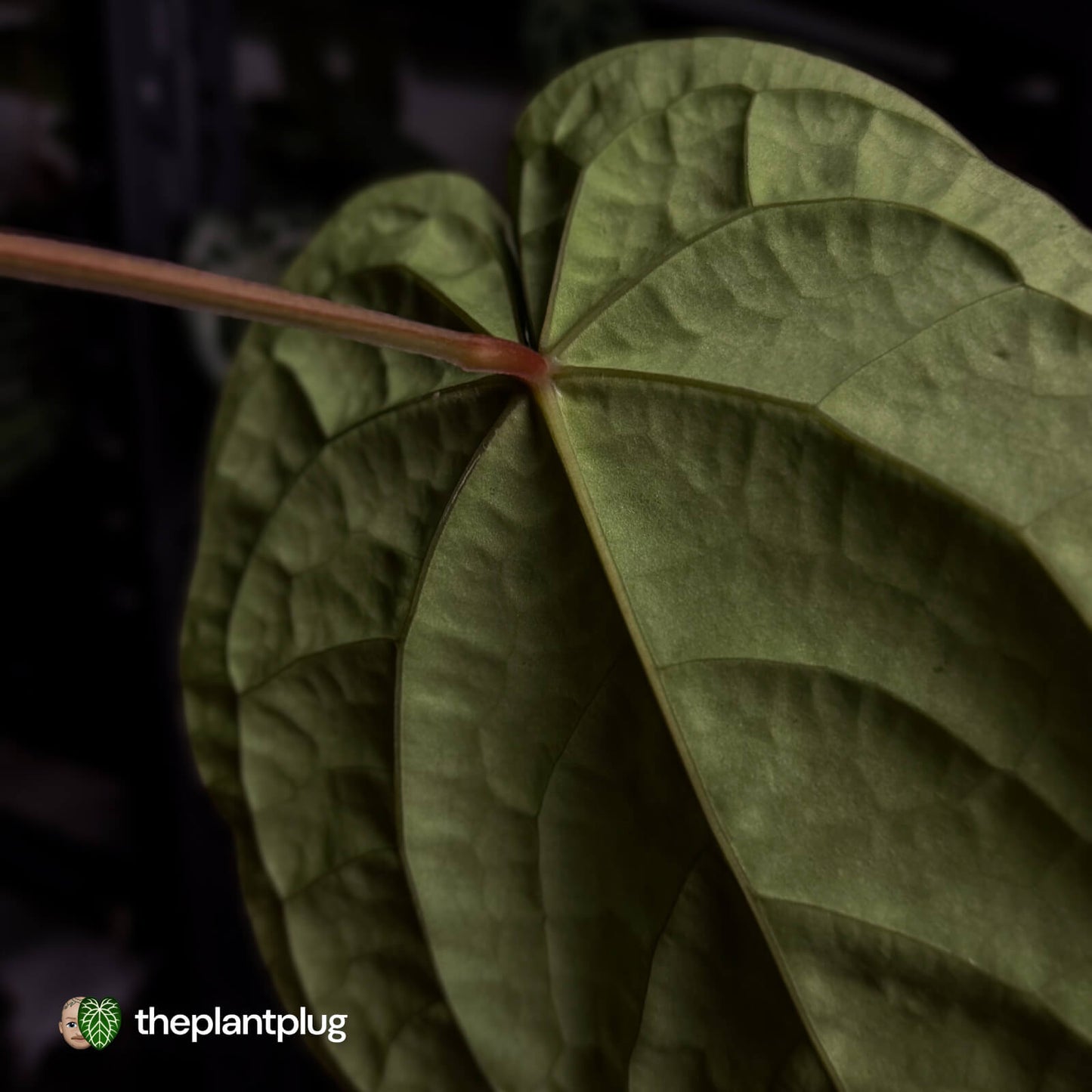 Anthurium ('Zara' x 'Michelle') x dressleri • XL plant