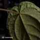 Anthurium ('Zara' x 'Michelle') x dressleri • XL plant