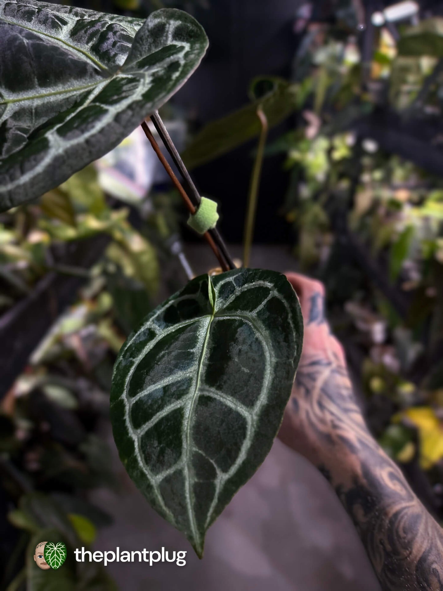 Anthurium 'Michelle' x ('SKG Silver' x 'Red crystallinum') 🌟