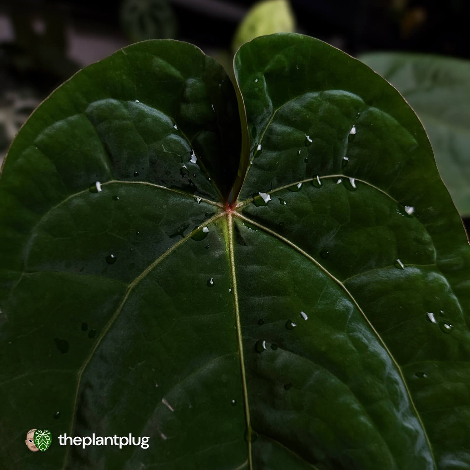 Anthurium ('Zara' x 'Michelle') x dressleri • XL plant