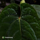 Anthurium ('Zara' x 'Michelle') x dressleri • XL plant