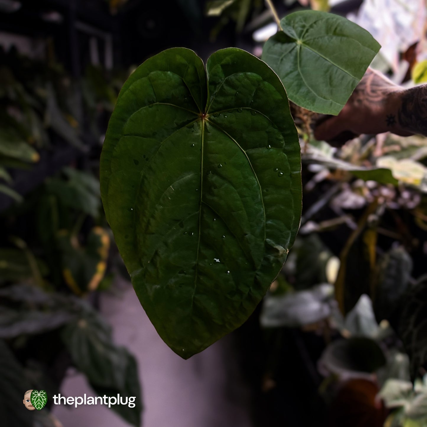 Anthurium ('Zara' x 'Michelle') x dressleri • XL plant