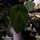 Anthurium ('Zara' x 'Michelle') x dressleri • XL plant