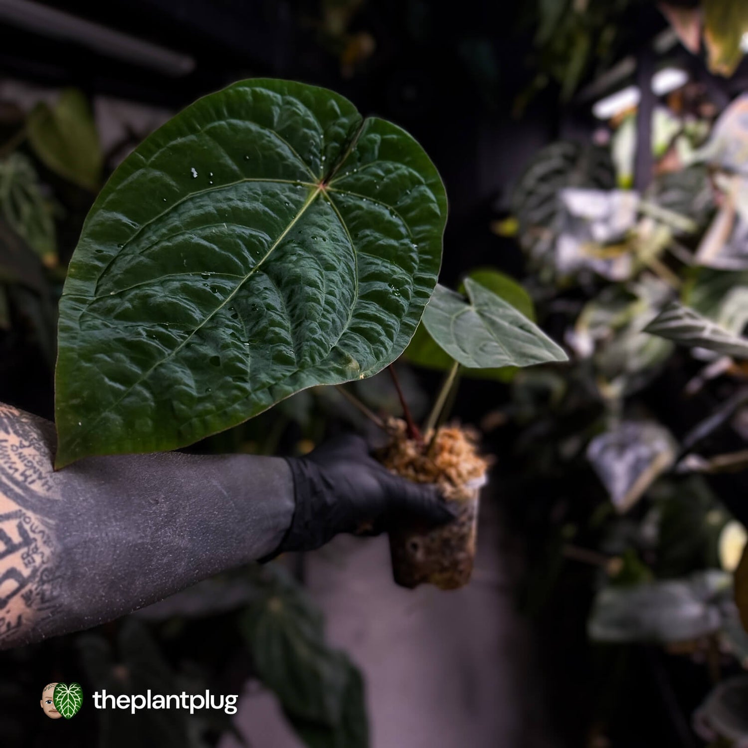 Anthurium ('Zara' x 'Michelle') x dressleri • XL plant