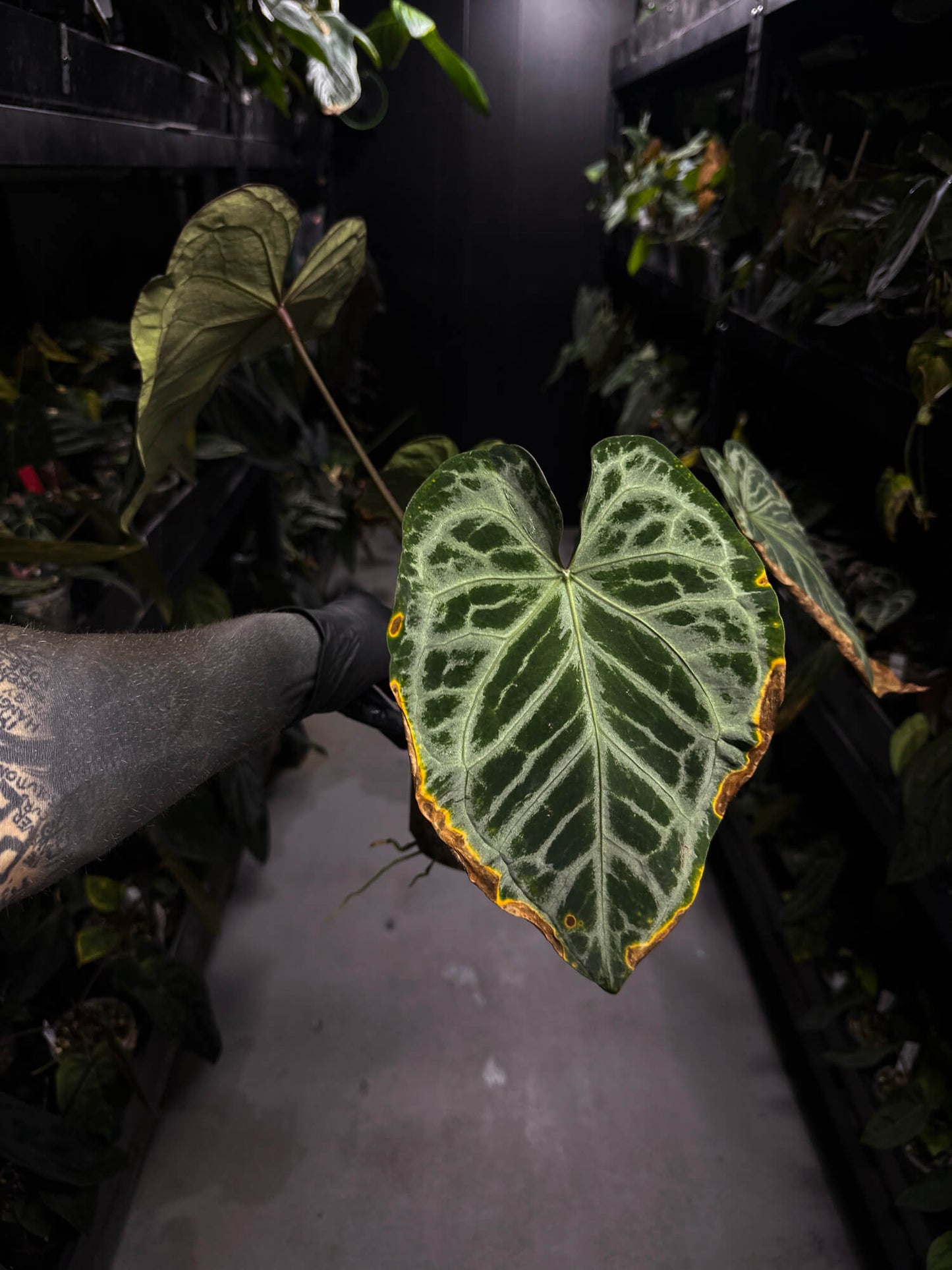 Anthurium 'Silver Pink' • XL plant