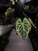 Anthurium 'Silver Pink' • XL plant