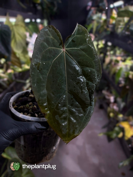 Anthurium #RubyZoisite