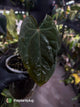 Anthurium #RubyZoisite