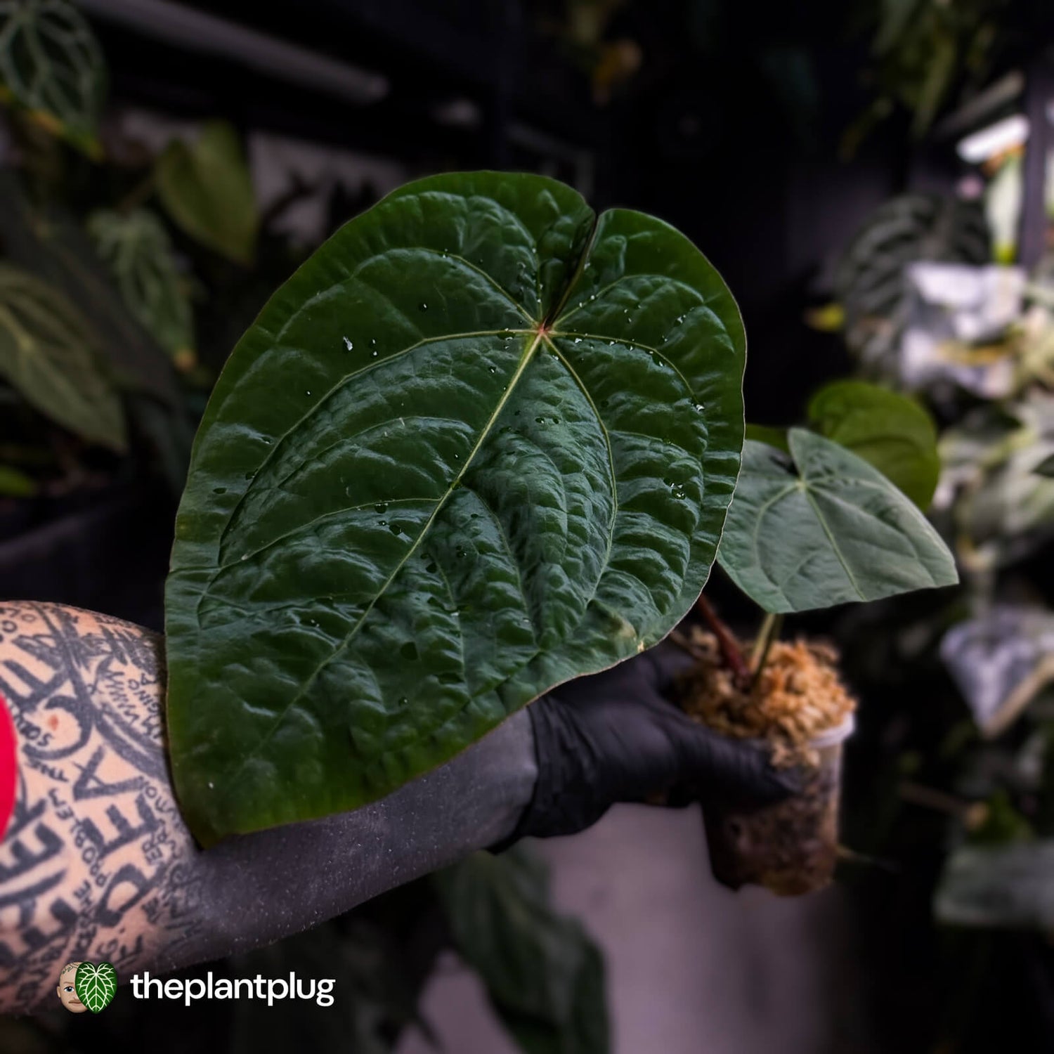Anthurium ('Zara' x 'Michelle') x dressleri • XL plant