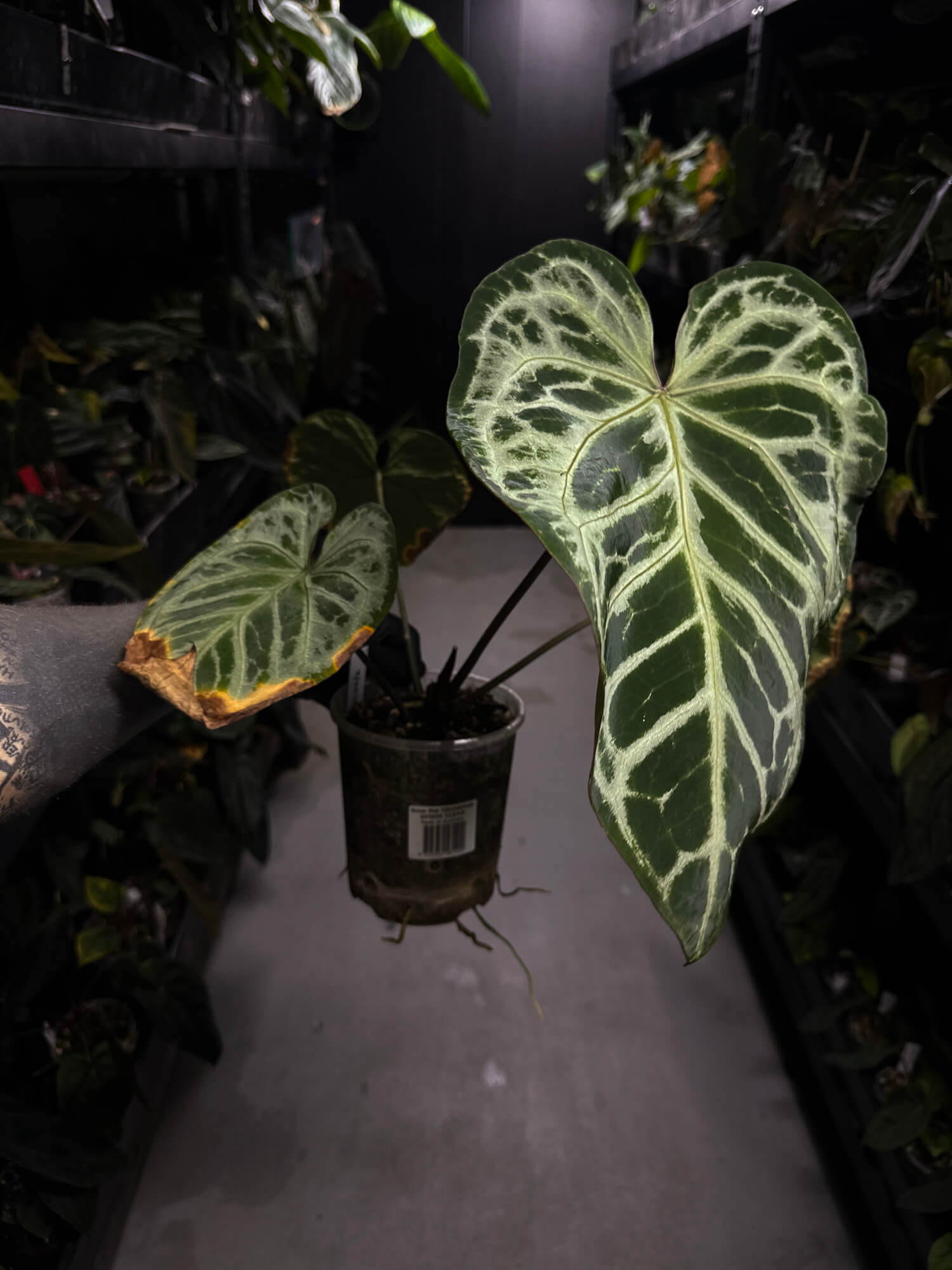 Anthurium 'Silver Pink' • XL plant
