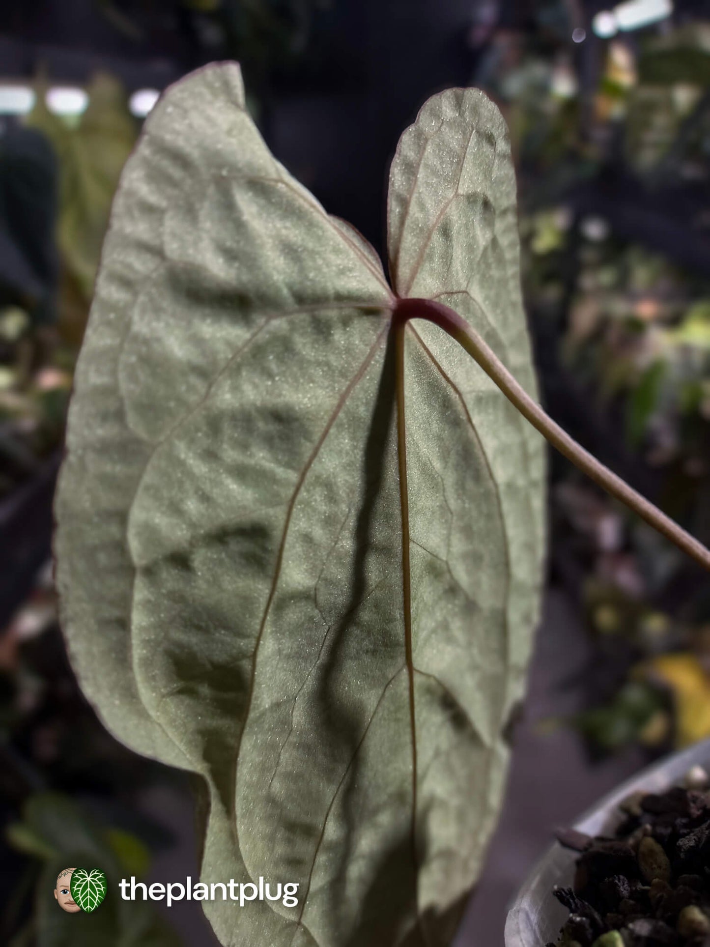 Anthurium #RubyZoisite