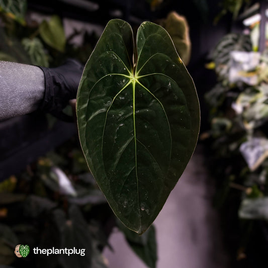 Anthurium papillilaminum 'TPP3' • wild clone